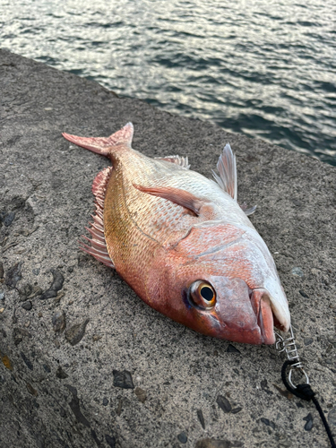 御所浦島