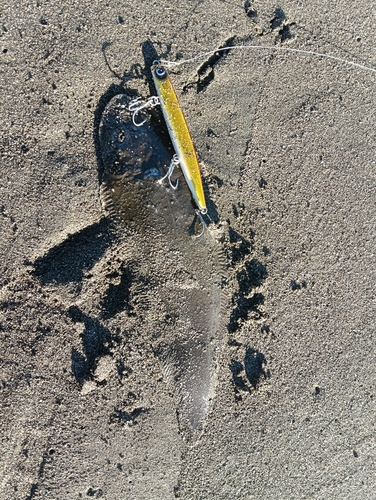 シタビラメの釣果