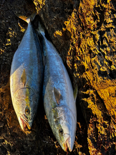 ハマチの釣果