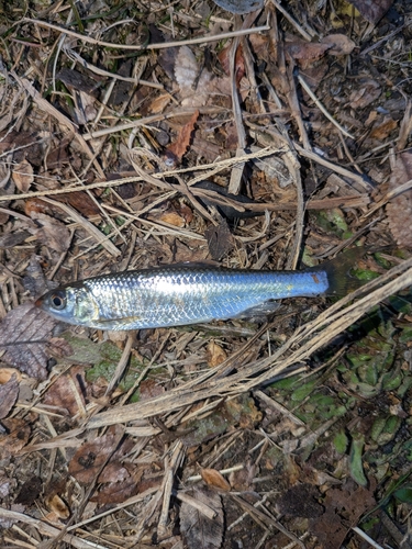 ドンコの釣果