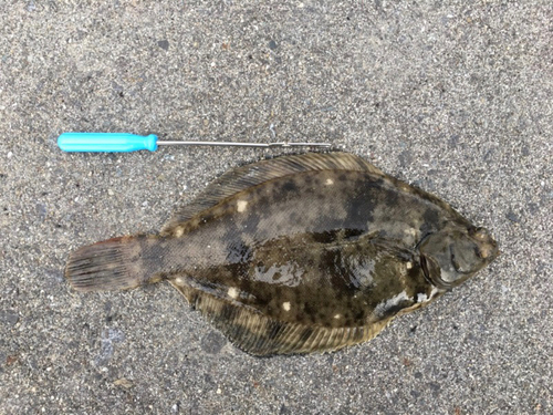 カレイの釣果