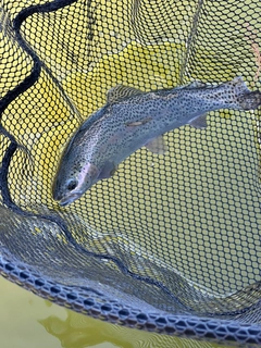 ニジマスの釣果