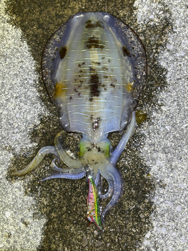 アオリイカの釣果