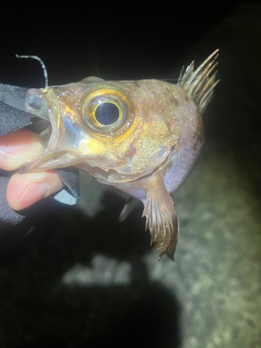 メバルの釣果