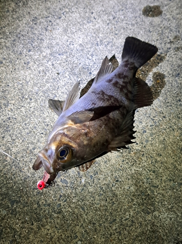 メバルの釣果