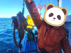 マダコの釣果
