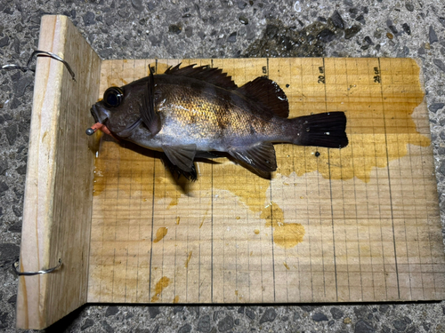 シロメバルの釣果