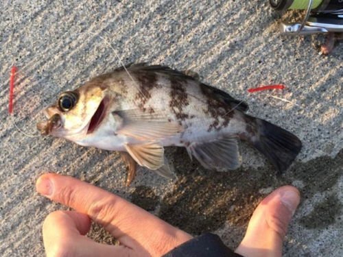 メバルの釣果