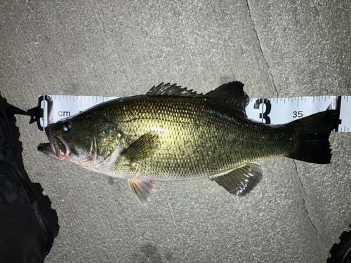 ブラックバスの釣果