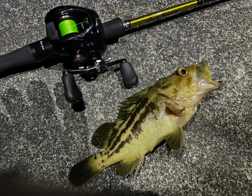 シマゾイの釣果