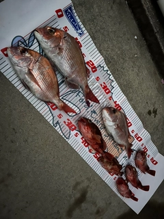 タイの釣果