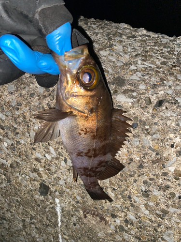 シロメバルの釣果