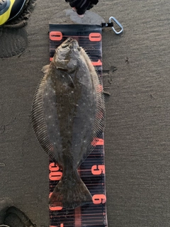ヒラメの釣果