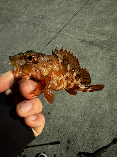 カサゴの釣果