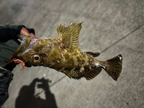 カサゴの釣果