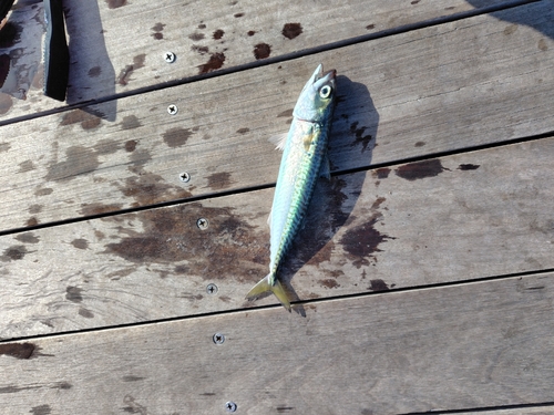 サバの釣果