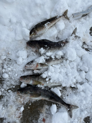 ホッケの釣果