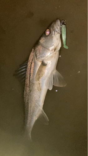 セイゴ（マルスズキ）の釣果