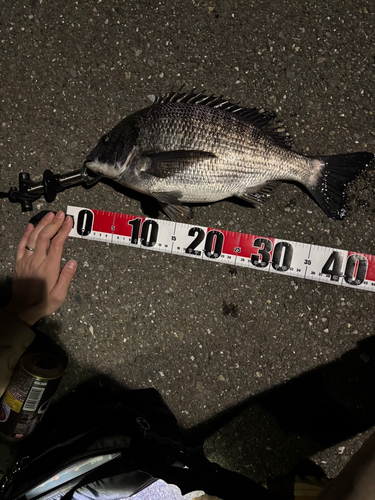 チヌの釣果