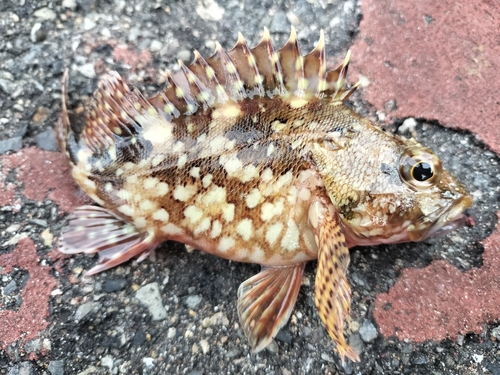 カサゴの釣果