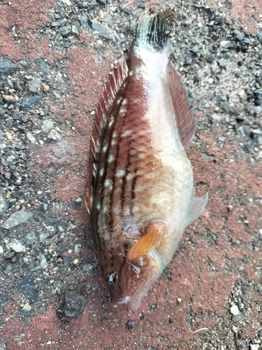 ベラの釣果