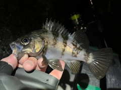 メバルの釣果