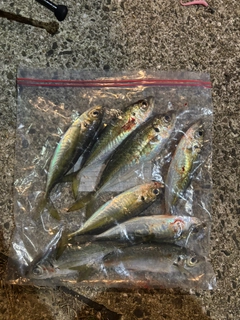 アジの釣果