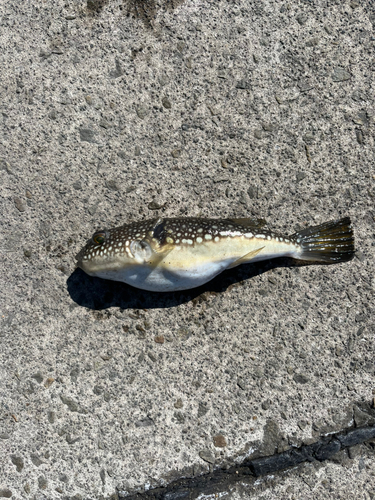 ショウサイフグの釣果