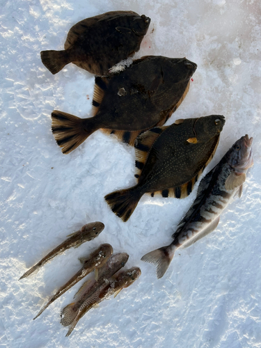 カレイの釣果