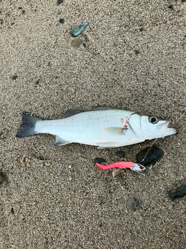 セイゴ（ヒラスズキ）の釣果