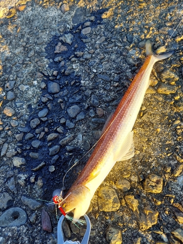 エソの釣果