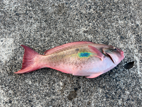 イチモンジブダイの釣果