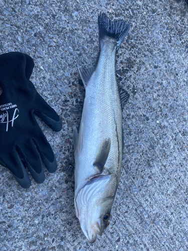 フッコ（マルスズキ）の釣果