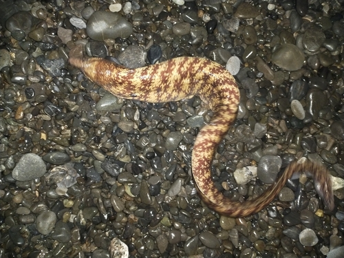 ウツボの釣果