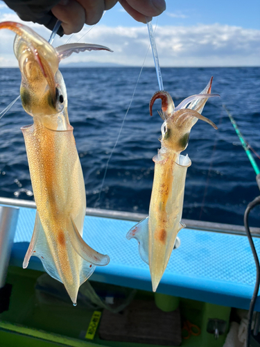 ヤリイカの釣果