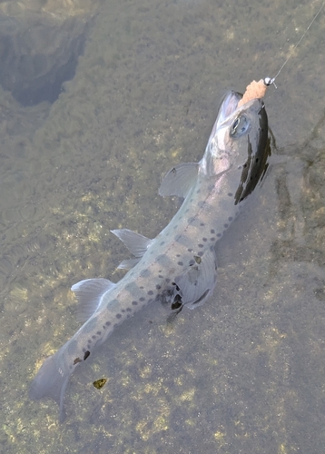 ヤマメの釣果