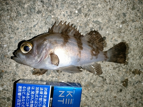 メバルの釣果