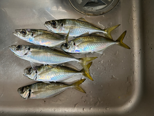 アジの釣果