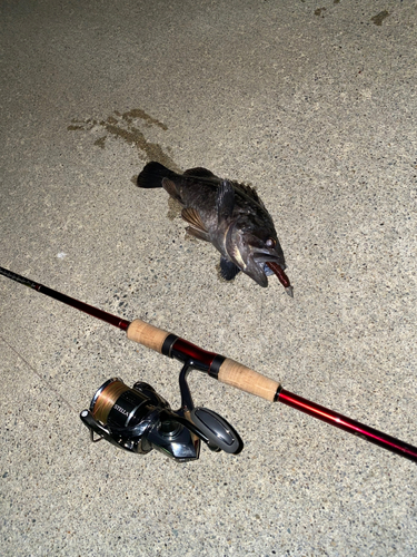 ソイの釣果