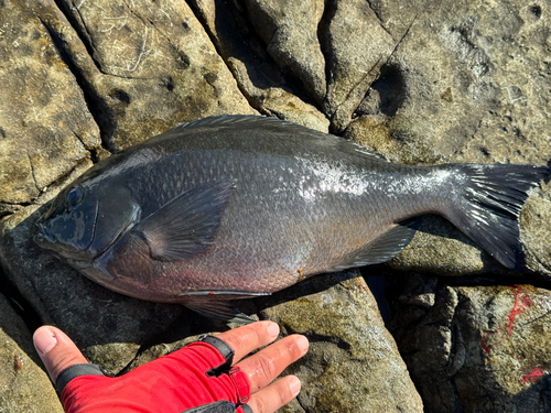 グレの釣果