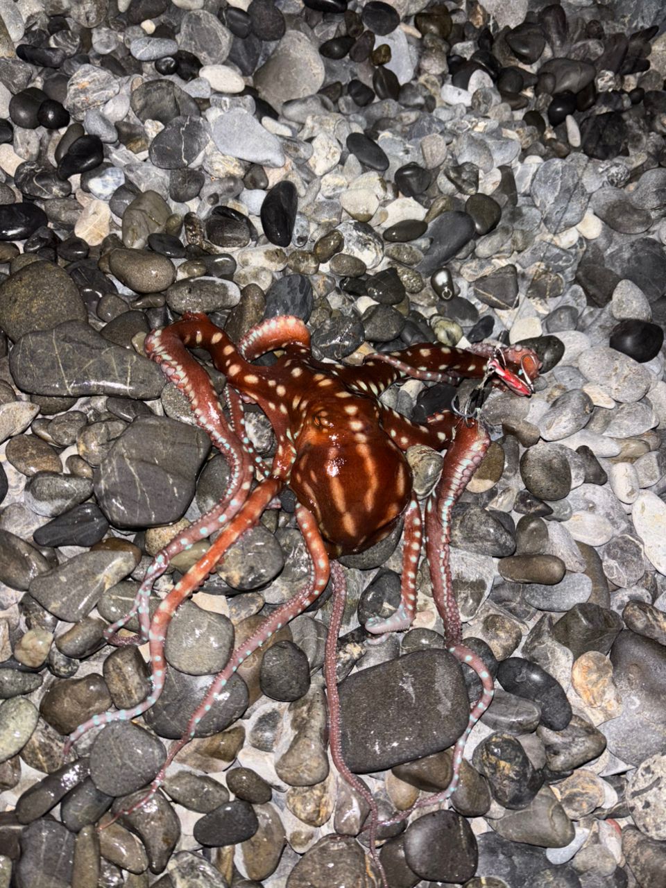 タコ