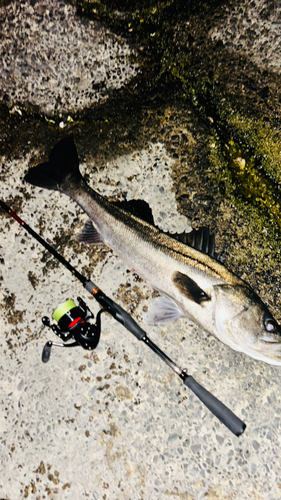 スズキの釣果