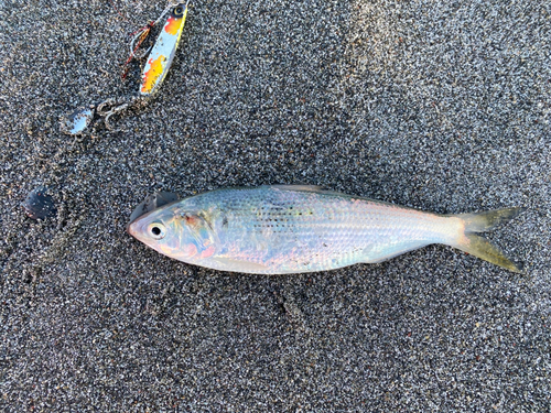 コノシロの釣果