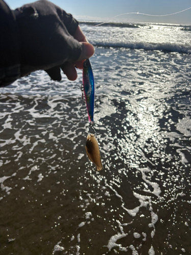 シタビラメの釣果