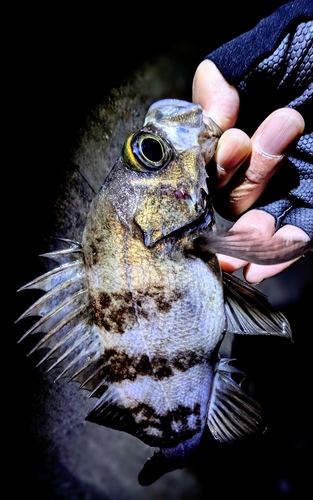 ウスメバルの釣果