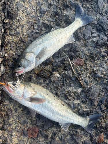 シーバスの釣果