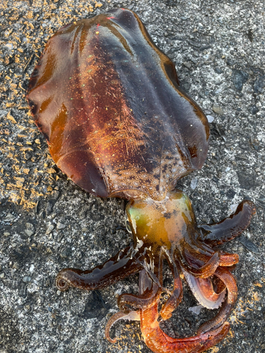 アオリイカの釣果