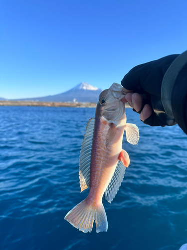 シロアマダイの釣果