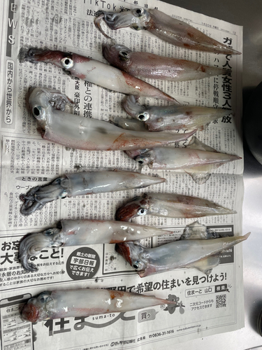 ヤリイカの釣果