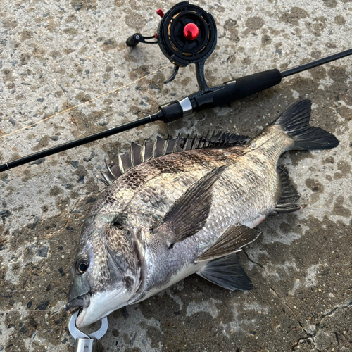 チヌの釣果